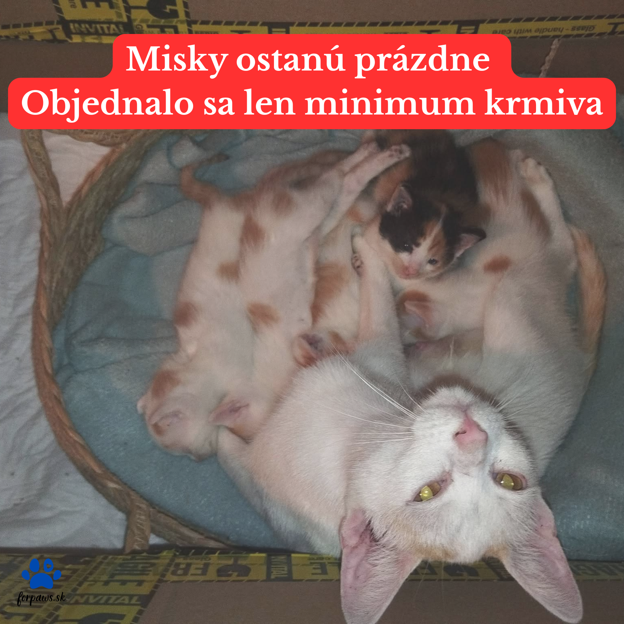 NEMÁMEČO PAPAŤ. (5)